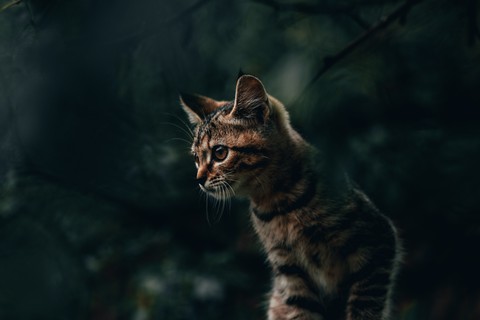 sfondi cat, Carnivore