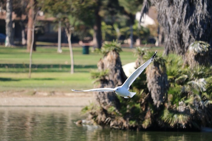 flying low