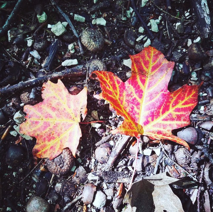 Fall