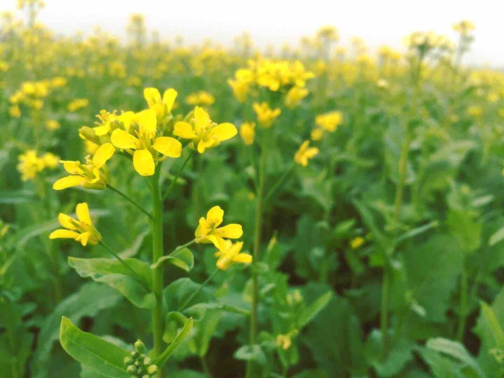 mustard flowers