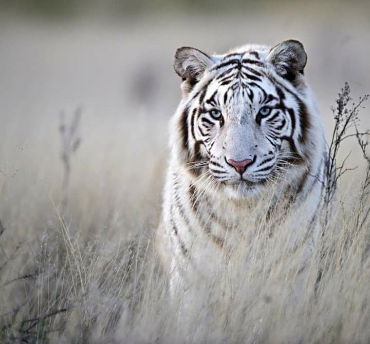 White tiger