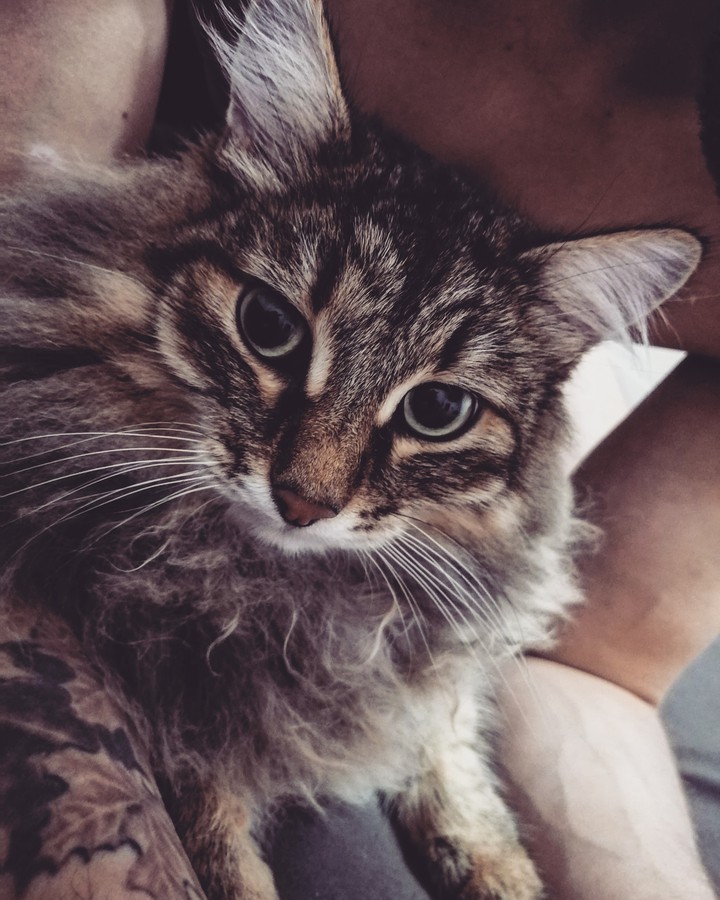 Кот в объятиях
