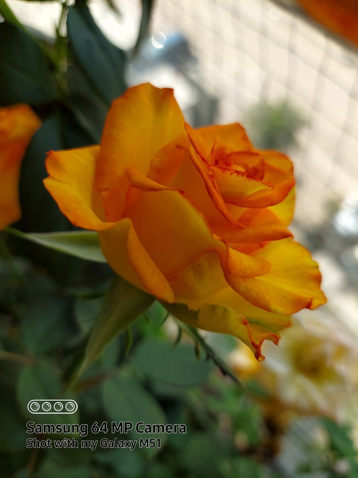 my hardwork blooming