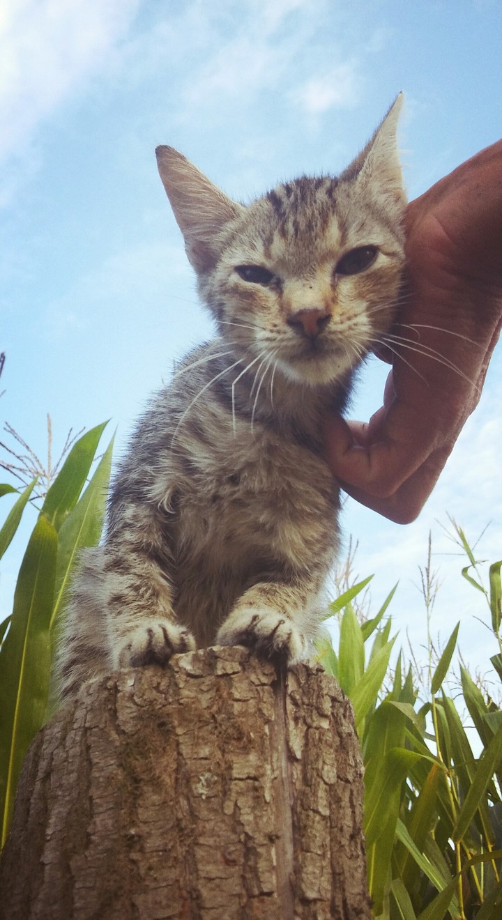 CAT AND HUMAN
