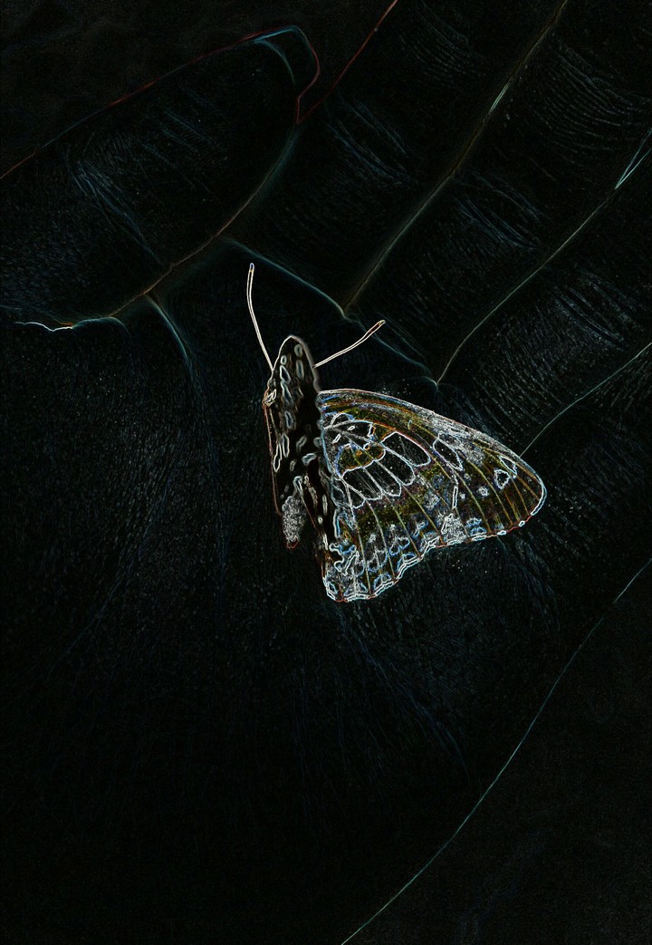 Butterfly