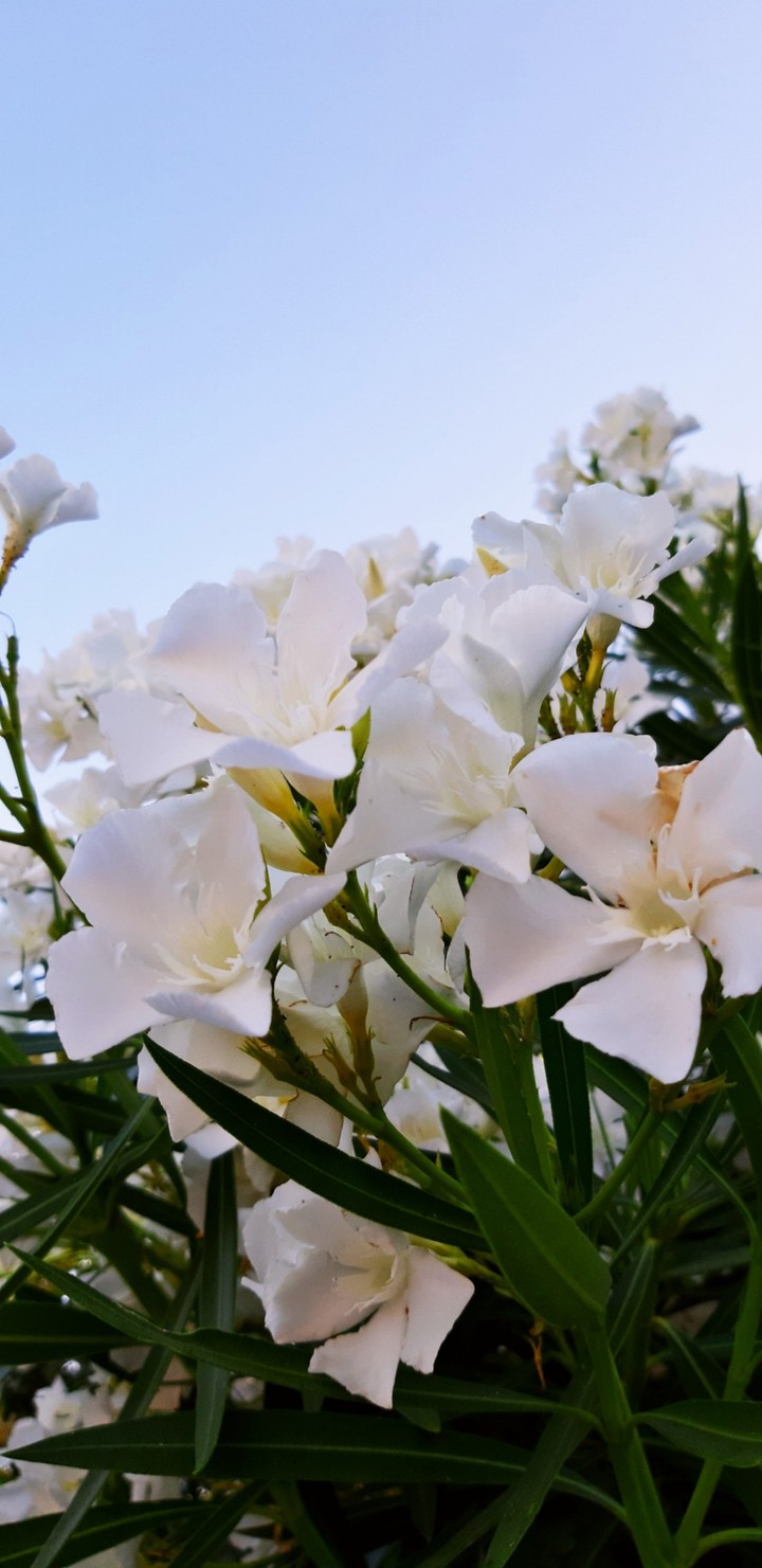 Oleander