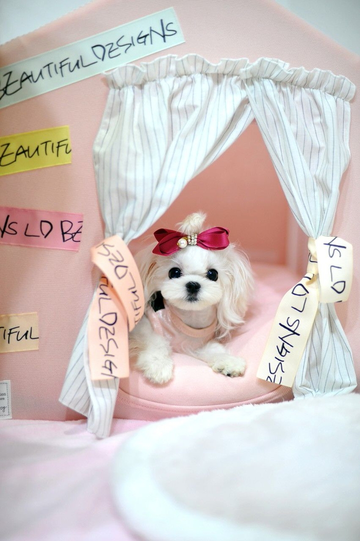 Dogs au féminin