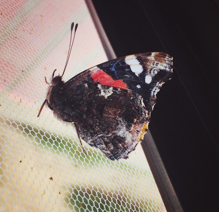 Mariposa