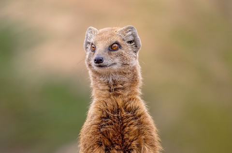 mongoose, marsupial wallpapers