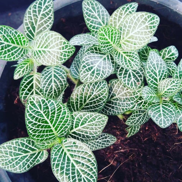 plant