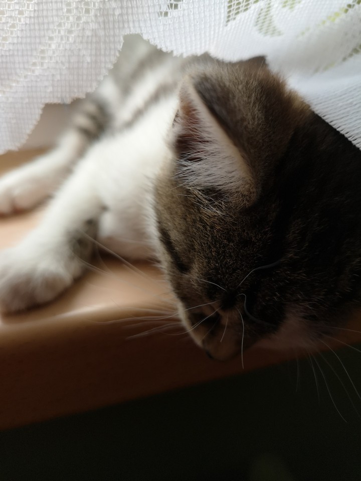 cat