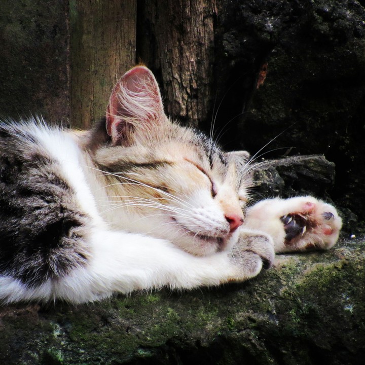 Sono do gato