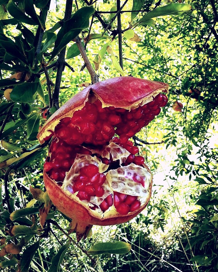 Cheerful Pomegranate!
