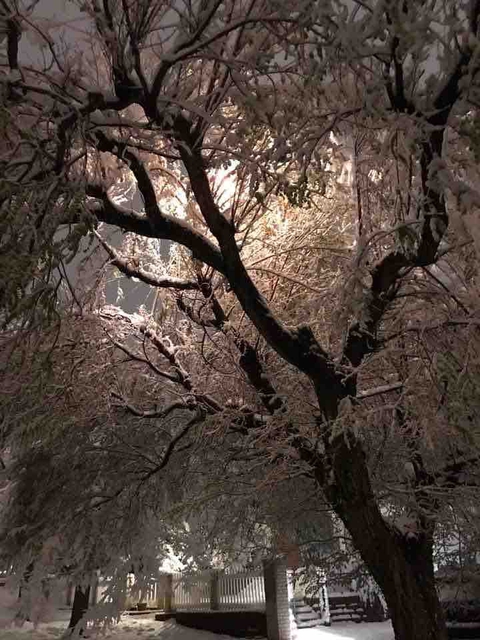 Tree on Fire