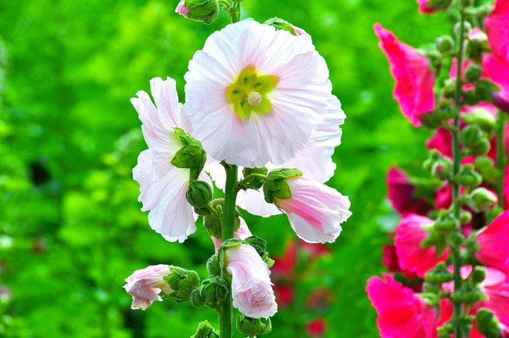 Hollyhock flower