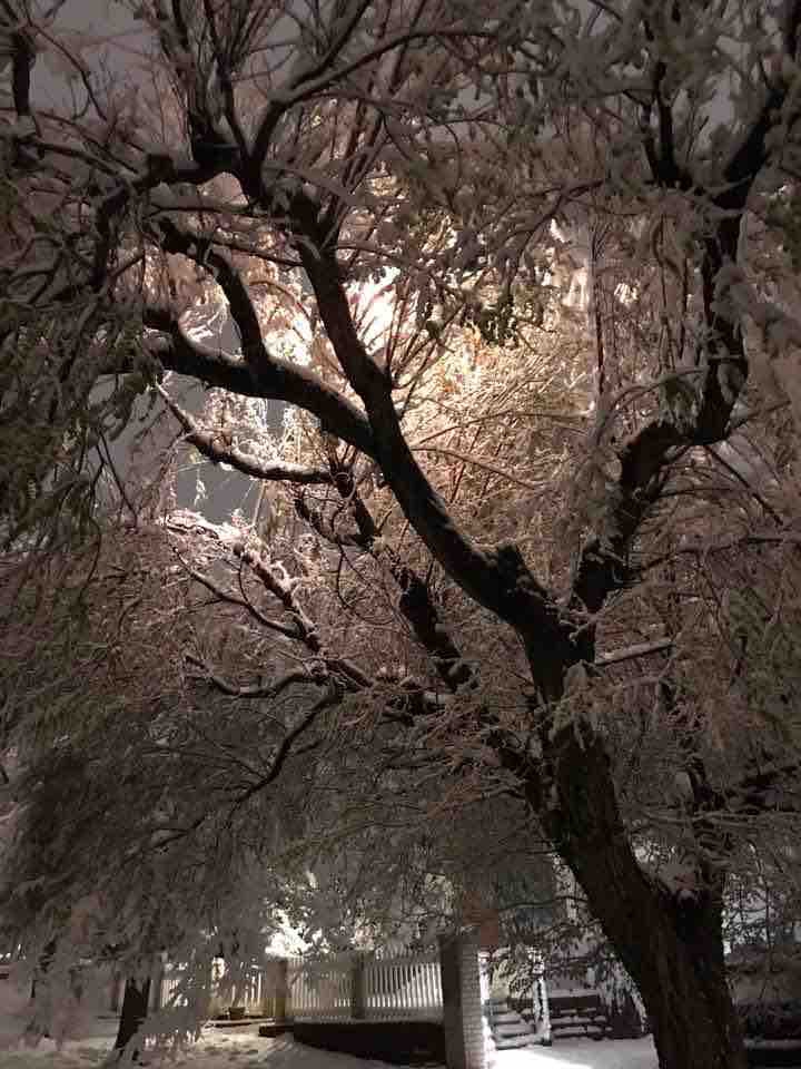 Tree on Fire