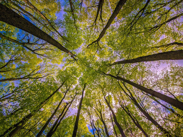Forest
