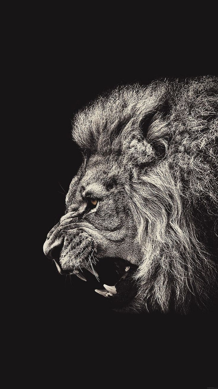 White and black lion