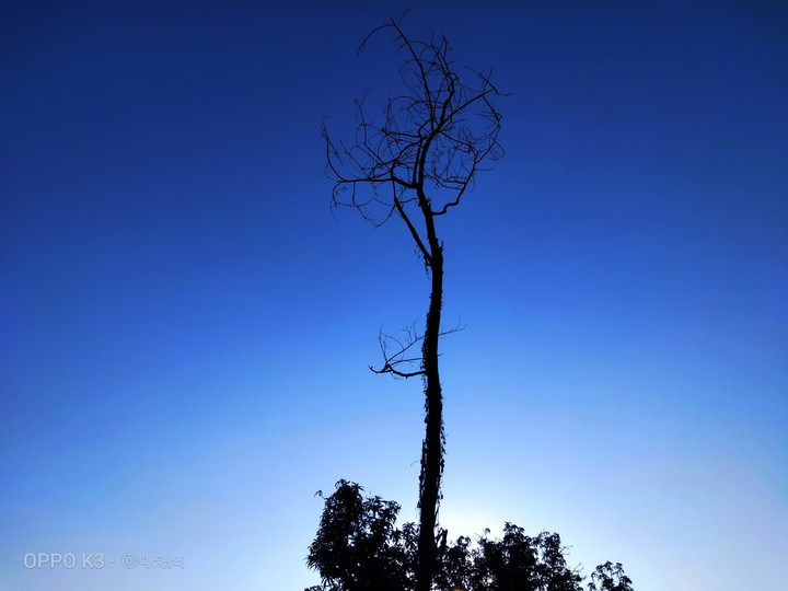 tree sky