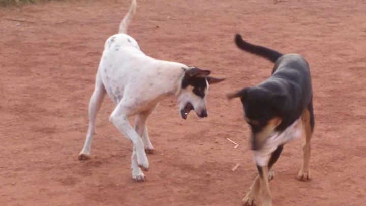 dogs