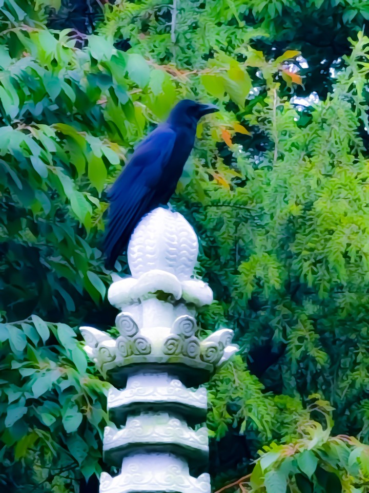 까마귀
