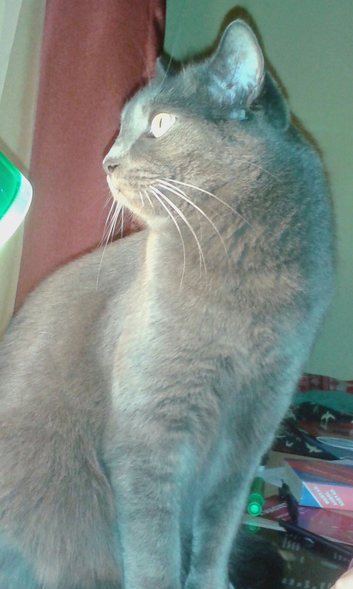 Cat♡