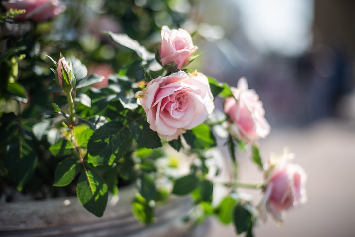 Roses