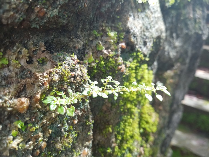 Paayal