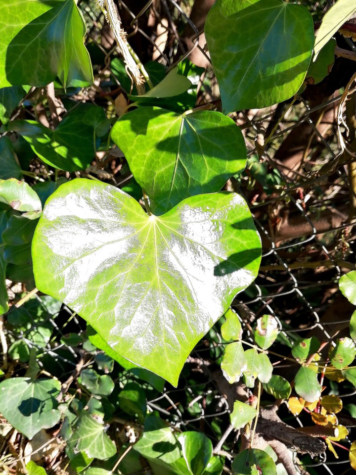 Green Leaf