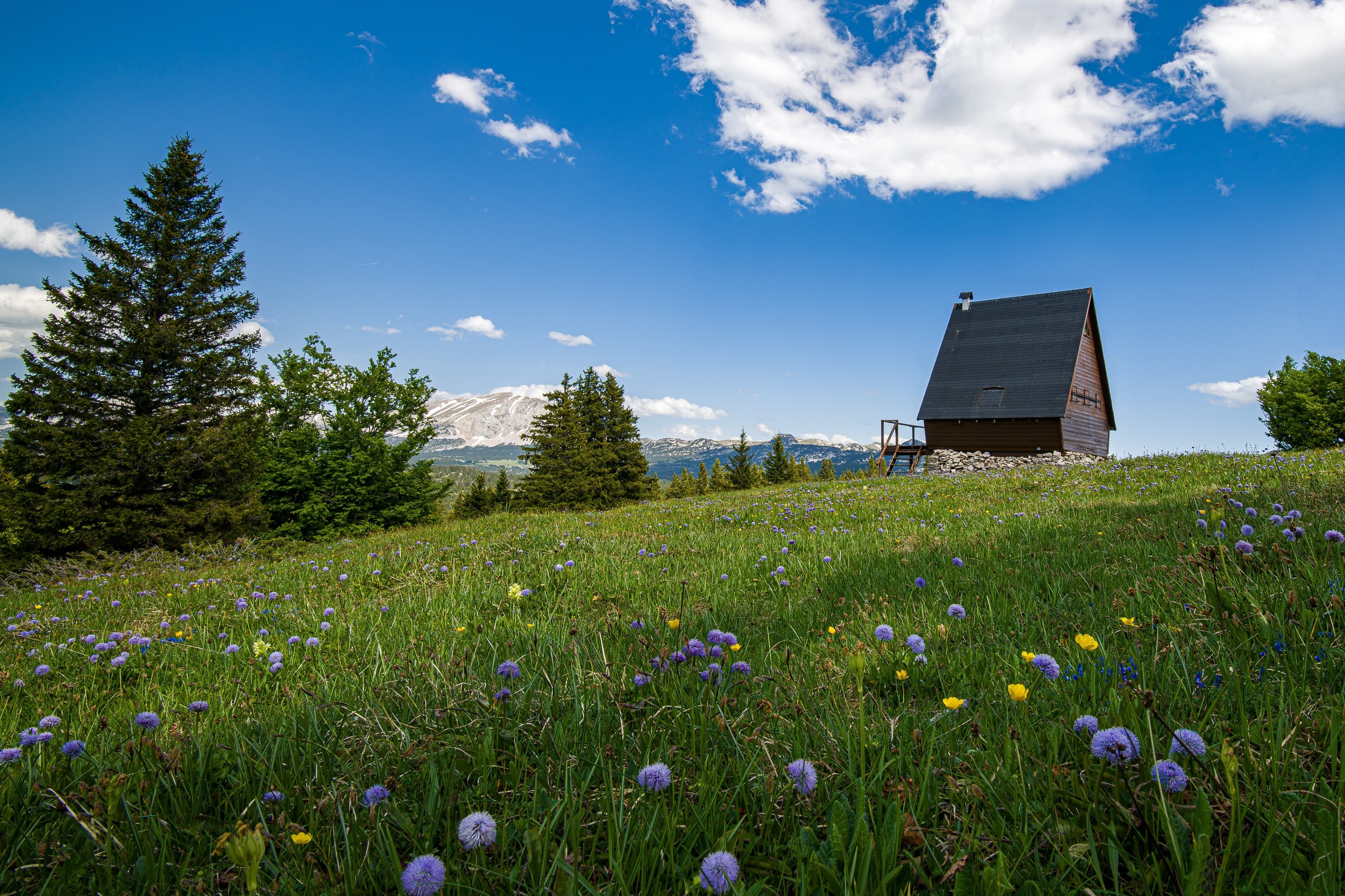 larch, cottage wallpapers