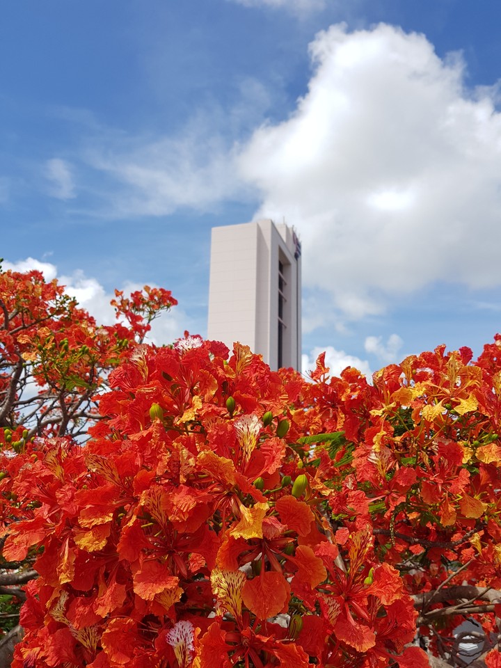 flame flower