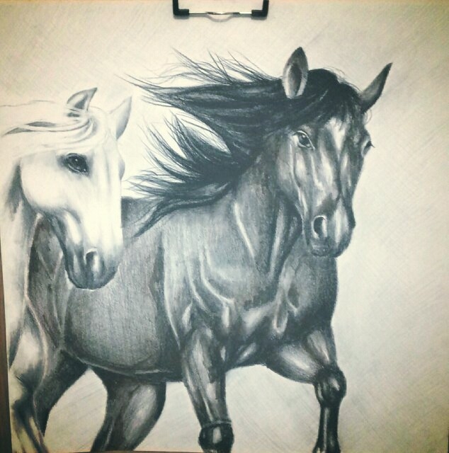 Horse drawings...