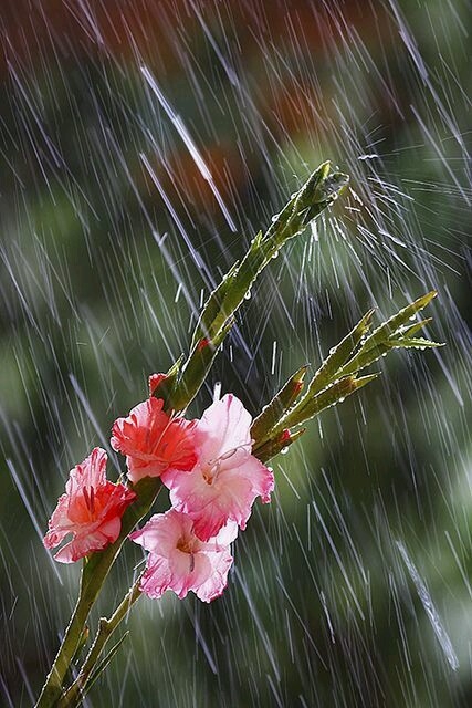 Raining and flowers