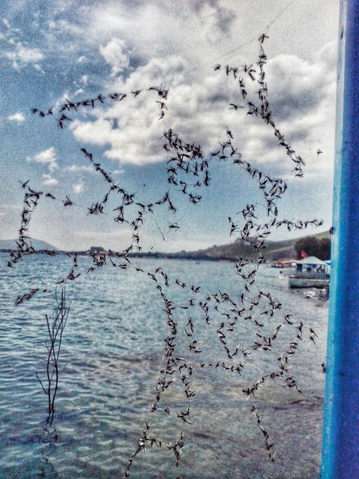 Sevan