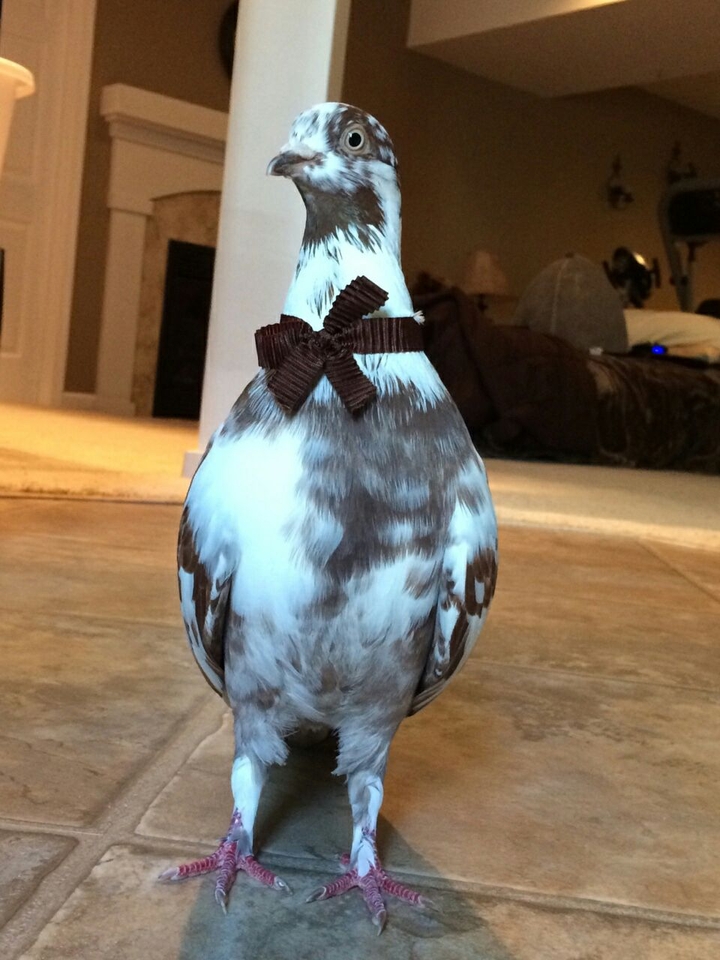 Colorful Bird