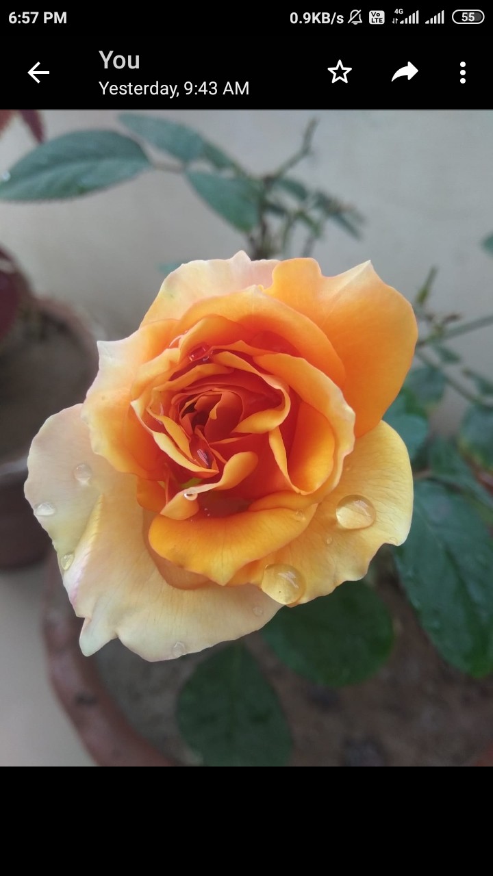 Rose