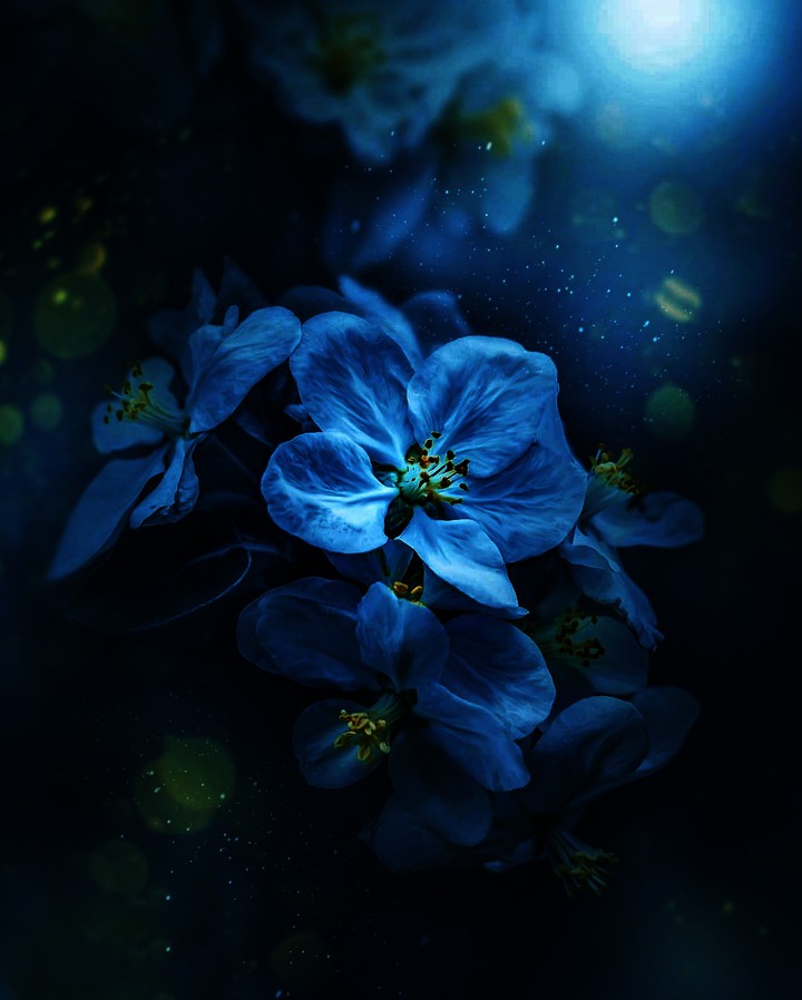 Blossom