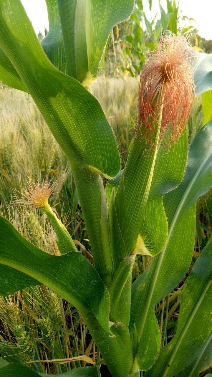 Maize
