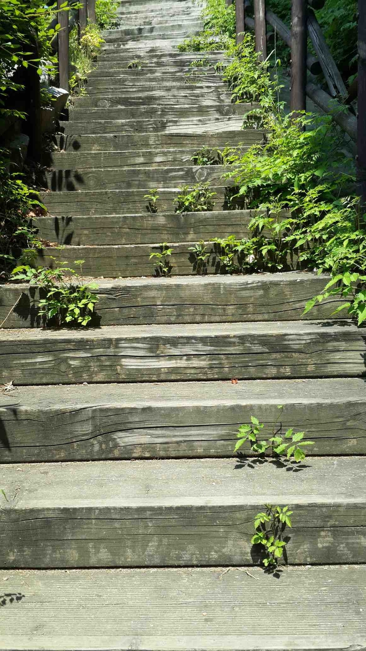 Tree stairs