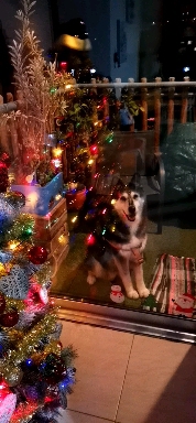 husky in christmas