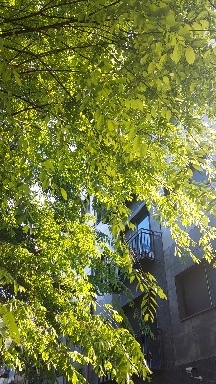 leaves rustling in the wind