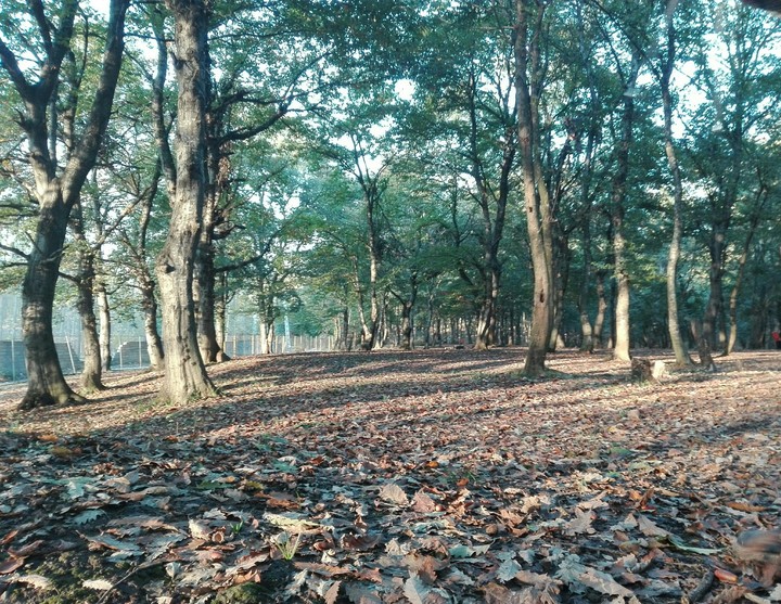 jungle