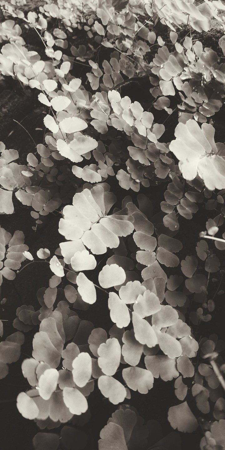 #Black and white