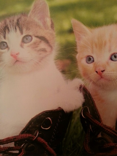 Kittens in boots!