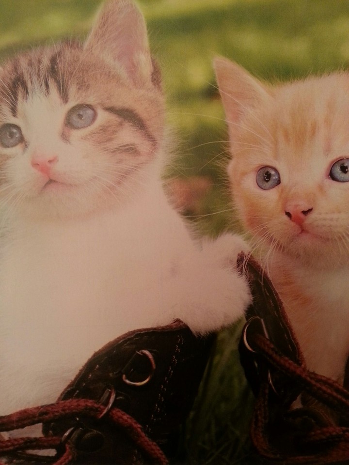 Kittens in boots! 