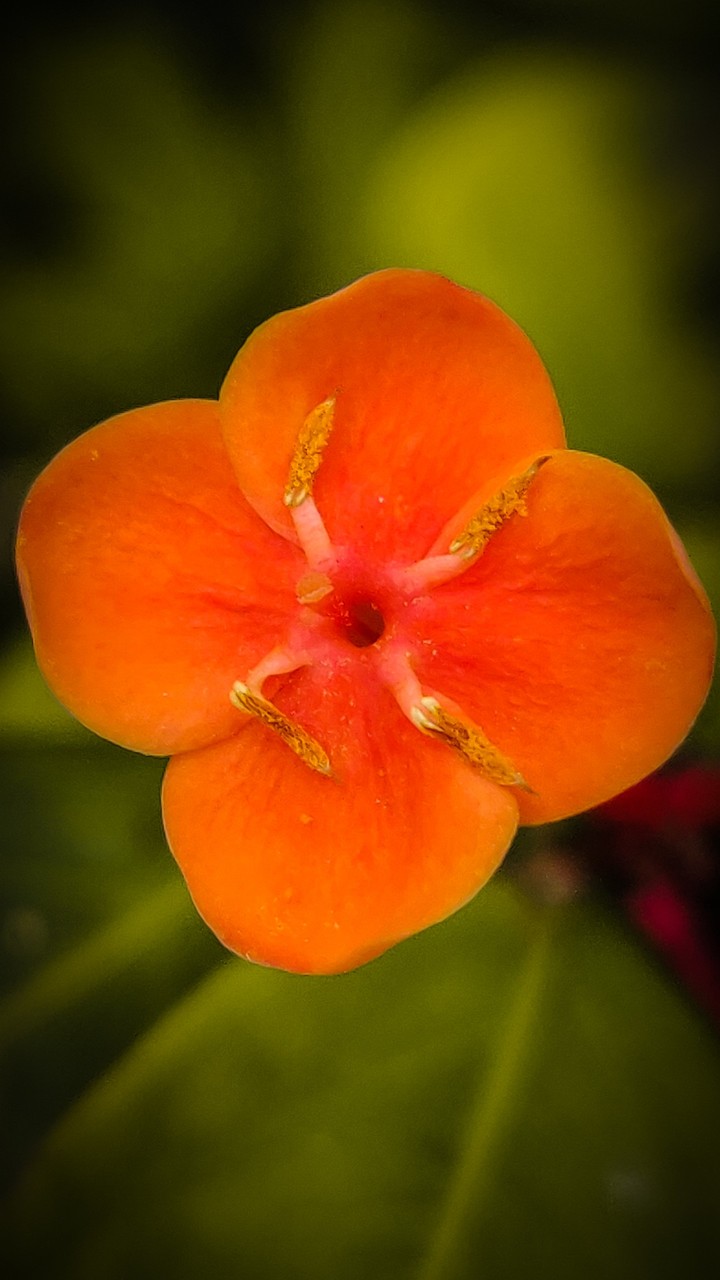 flower