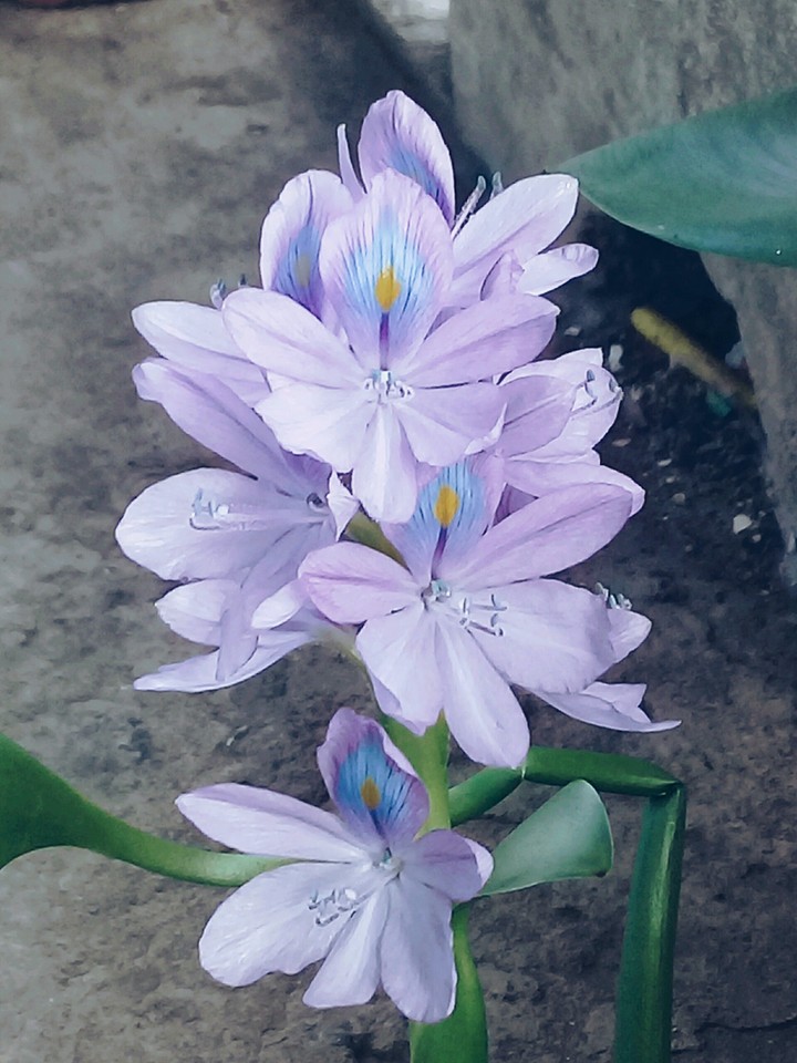 blue flowers