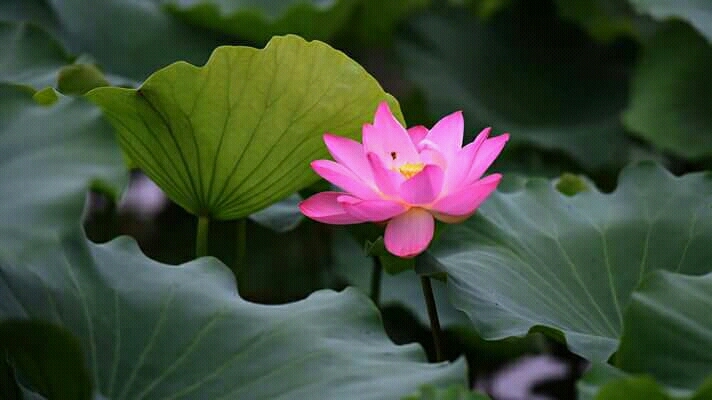 lotus