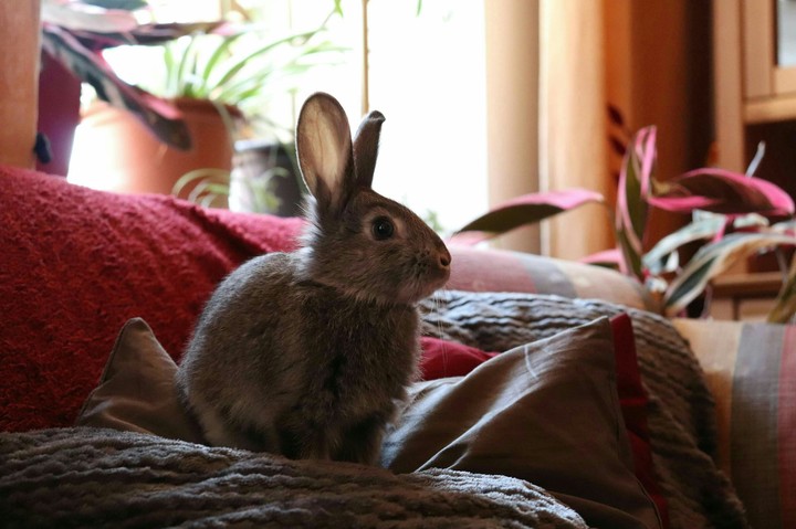 rabbit
