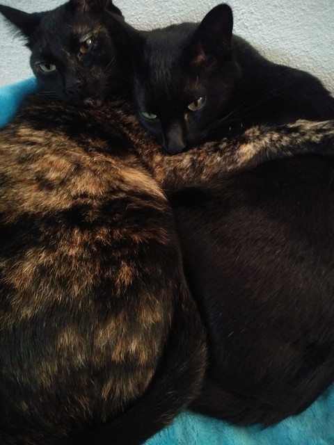 comfort, cat桌布